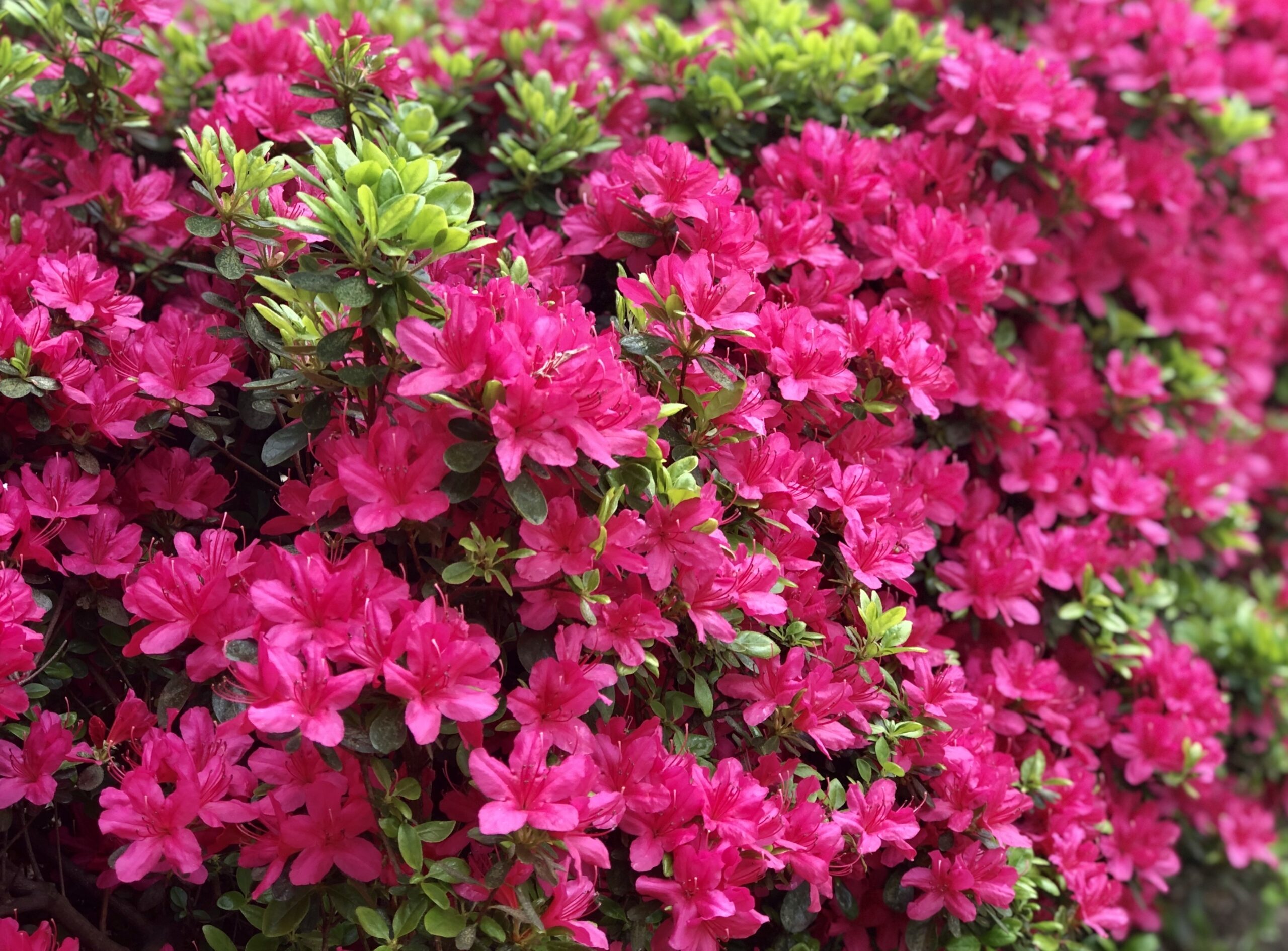 La signification des azalées - Offrir des fleurs